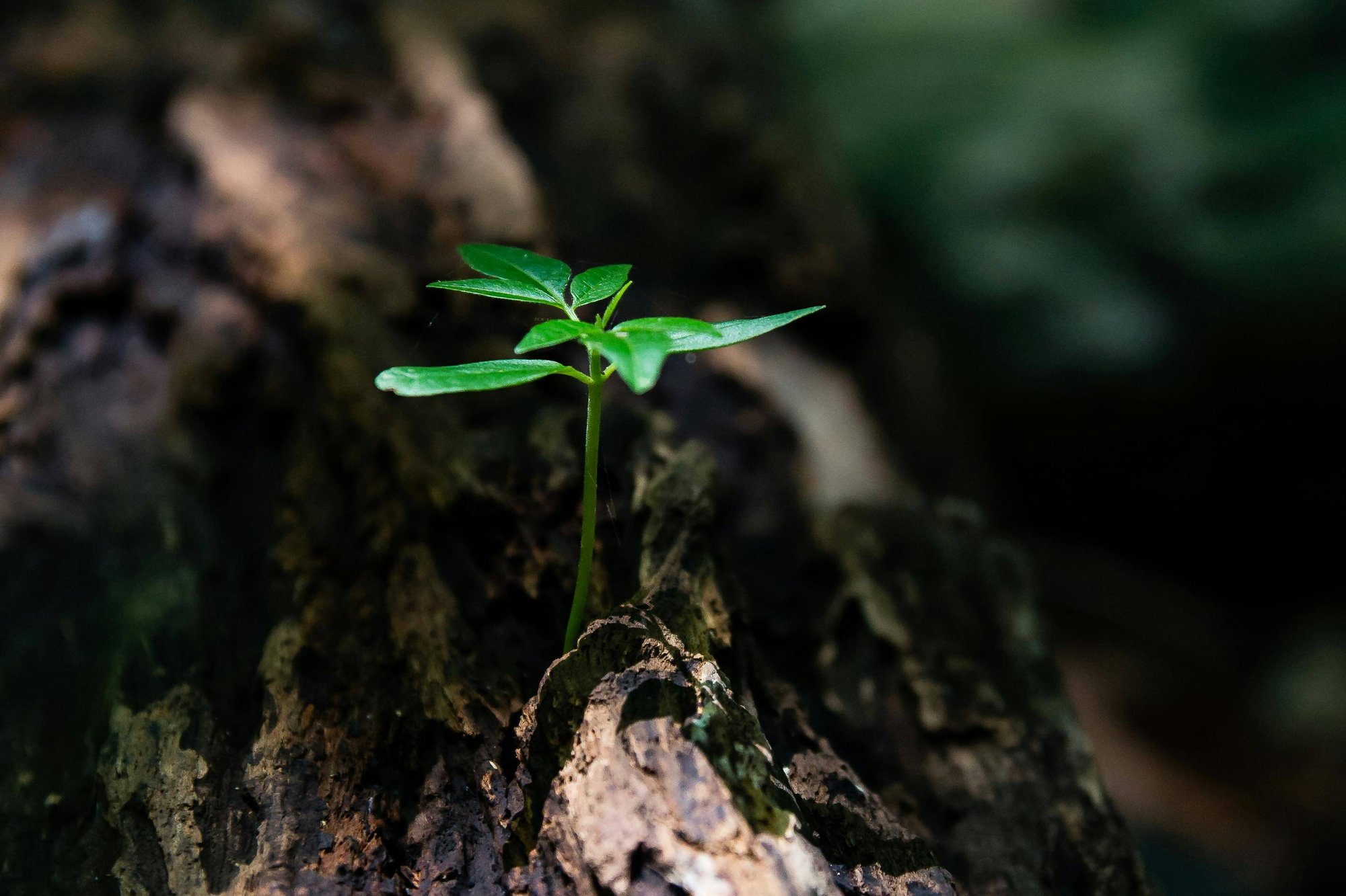 Growth via referral