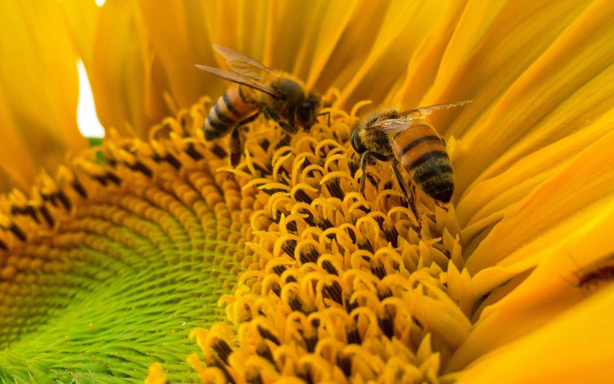 Bees growing stronger