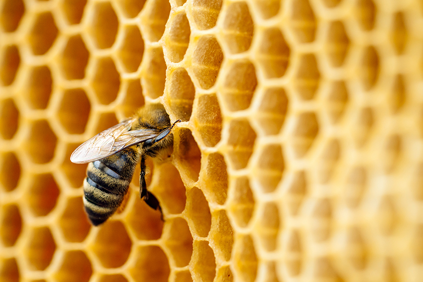 Bee taking honey